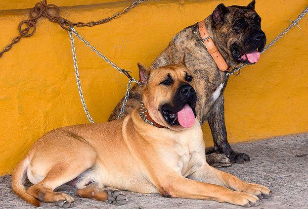  p>加纳利犬是一种由 a href="#">斗犬 /a>发展而来的犬种.