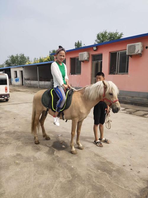 出售景区骑乘观赏小矮马 小矮马多少钱一匹 矮马价格