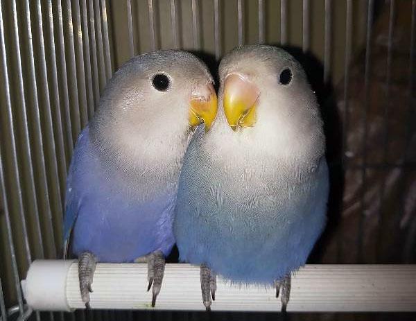 牡丹鹦鹉一公一母图片(16张大图)