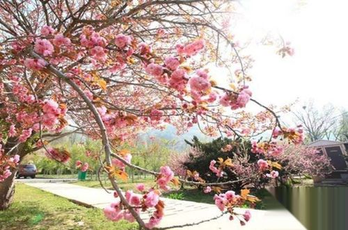 高新园区,龙王塘,万科樱花园
