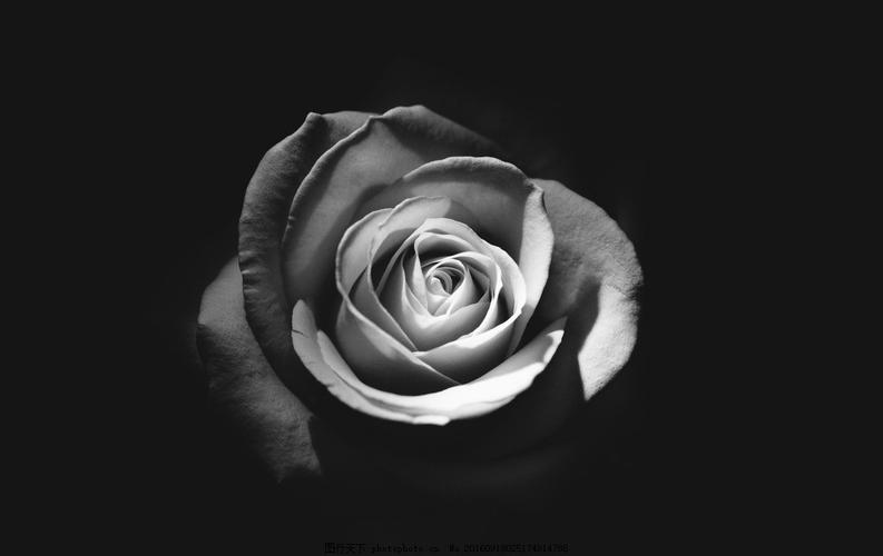 黑色系玫瑰花壁纸