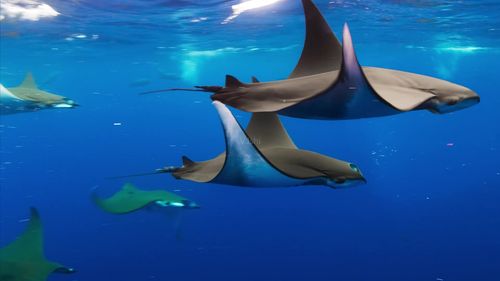 蝠鲼_1920x1080_高清视频素材下载(编号:2564221)__vj