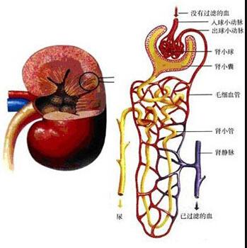 照顾问:得了尿毒症的老人现在该怎么照顾答:尽管肾脏替代治疗不断发展