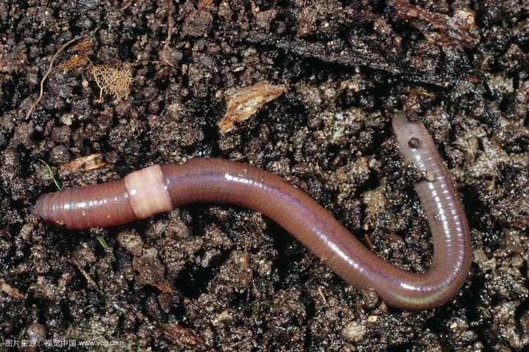 《蚯蚓》 写美篇          今天我去朋友家玩,发现他们家多了一个白色