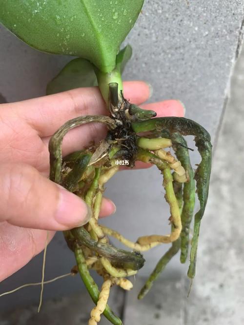 蝴蝶兰烂根,怎么救?_蝴蝶兰_新手_家居家装_家居装饰