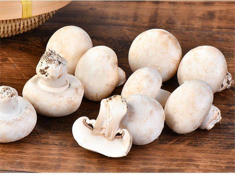 白磨菇双孢菇口磨新鲜蘑菇福乐食用菌菇新鲜类批发基地现采摘现卖