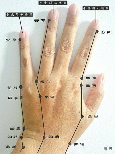 手部经络图(珊瑚)