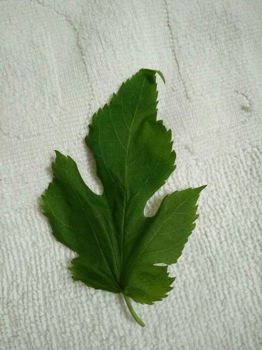 请问亲这是桑叶吗?