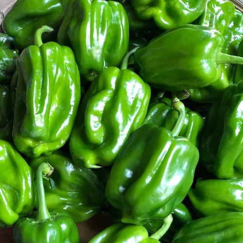 现摘现发麻辣椒圆椒新鲜蔬菜青椒清甜微辣可生吃不辣灯笼椒太空椒