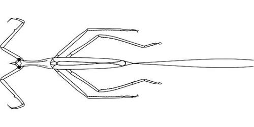 竹节虫简笔画幽灵