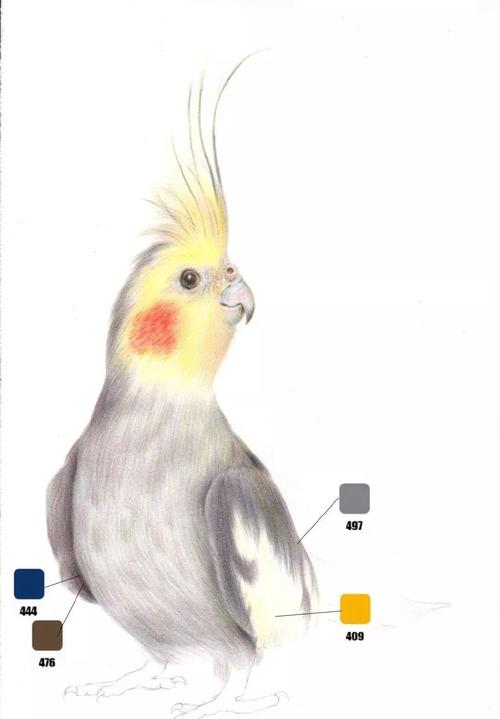 彩铅教程 | 玄凤鹦鹉~是蛋黄小啾啊_小鲸鱼儿童画_零