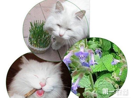 猫薄荷是什么有什么作用猫草作用