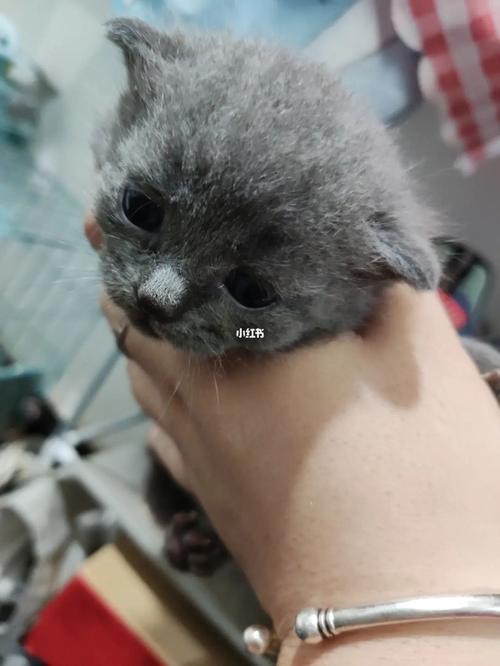 英短蓝猫_蓝猫_英短_猫咪_英短蓝猫_宠物_猫_晒猫