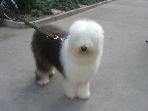 请问无锡市区卖血统比较纯的古牧犬价格多少?无锡古牧