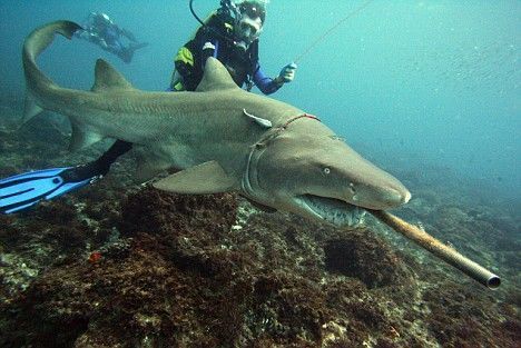 一条沙锥齿鲨嘴里叼着一把大鱼叉