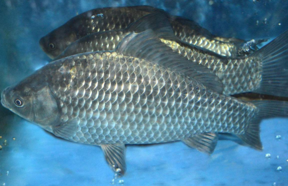 菜市场常见的鱼