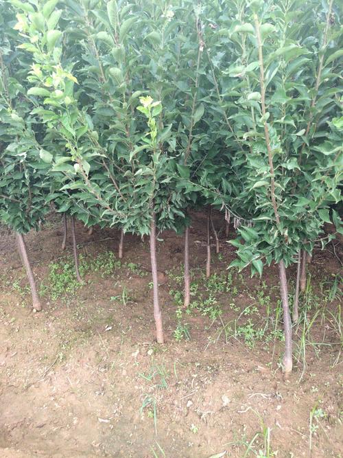 黄金奈李子苗 李子树苗 黄李子高产甜 个大.当年结果西梅李子
