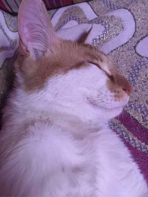 有一只猫是什么体验?
