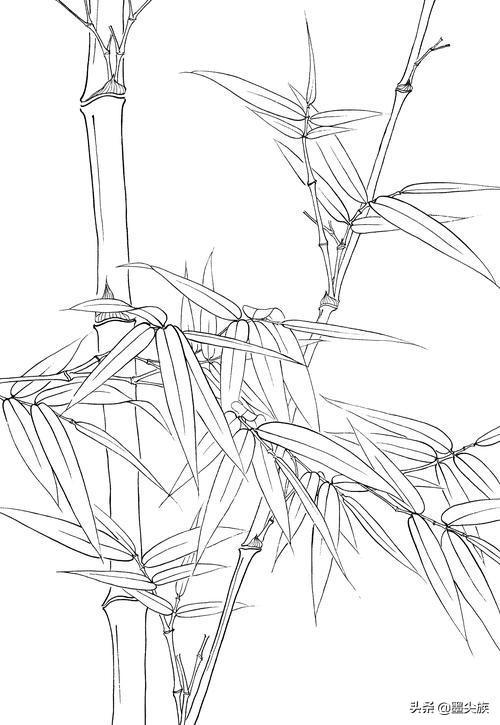 工笔素材竹子高清白描线稿图片41幅