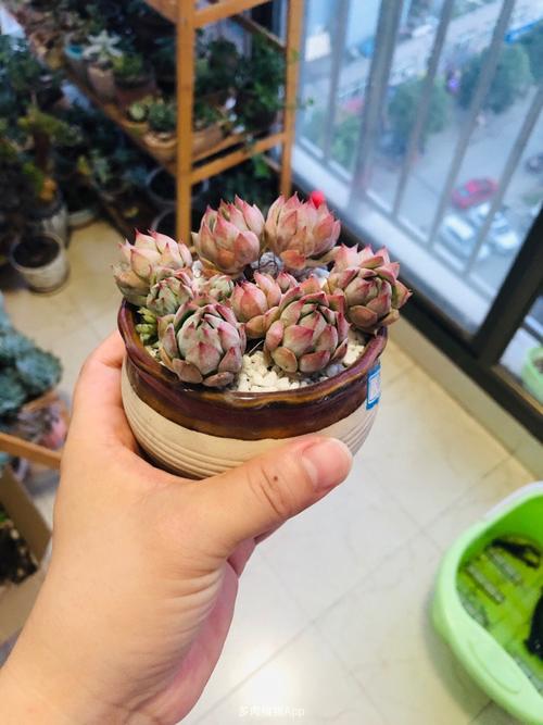 蒂比多肉怎么养