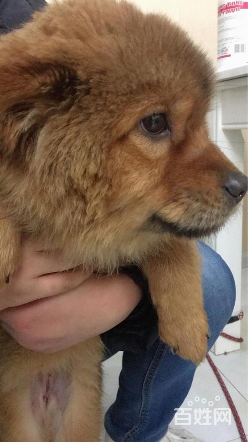 350元松狮和金毛混的狗狗