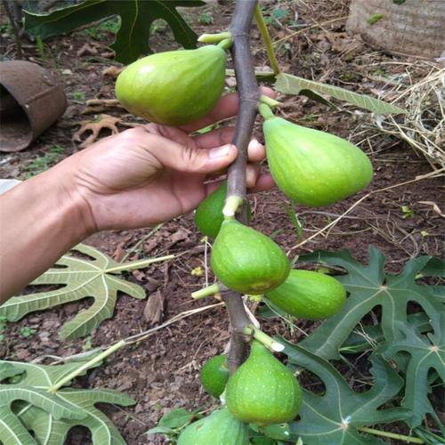 斯特拉无花果树苗批发基地 一棵斯特拉无花果树苗多少