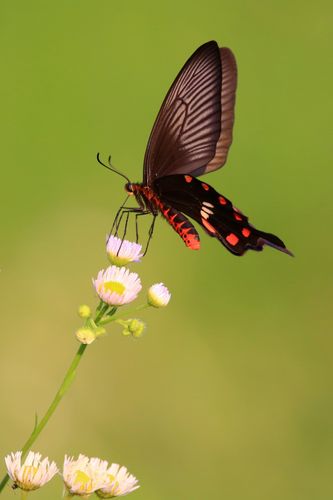 花蝶恋