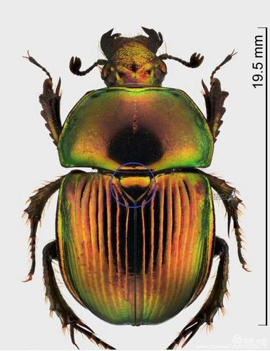 米诺多蒂菲是一对食粪虫夫妇的名字,这两个名字是为法布尔先生命名