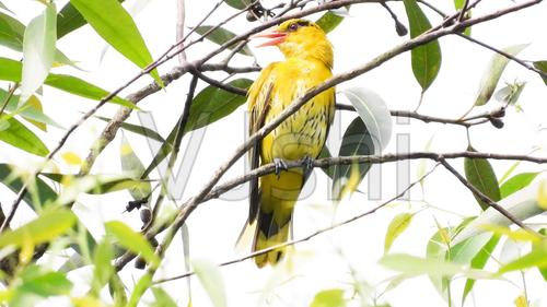 两分钟黄鹂鸟叫声_1920x1080_高清视频素材下载(编号