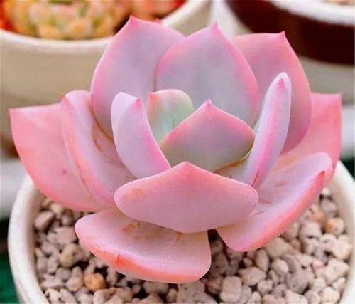 原创最浪漫的6种粉色多肉,颜色亮丽,养护简单,粉粉嫩嫩超可爱