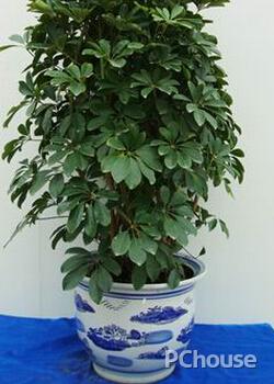 鹅掌柴的养殖方法