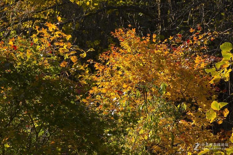 枫叶染霜满秋红