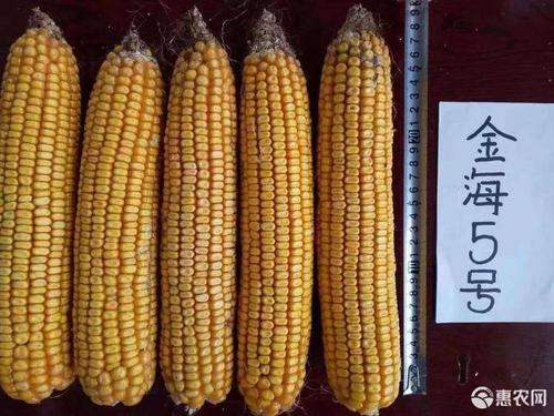 金海13号玉米种子 大田玉米种子金海5号抗倒抗病高产