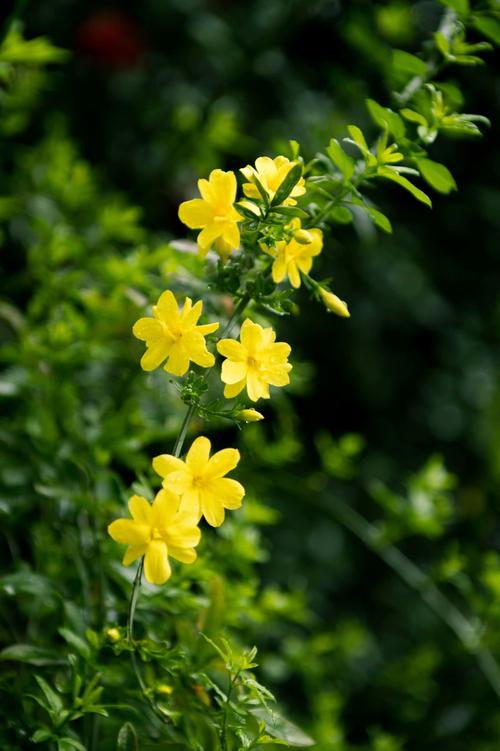 图片日志:迎春花儿大放送