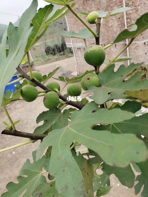 今年春天种下的无花果树_春天去哪玩_无花果_冬天去哪