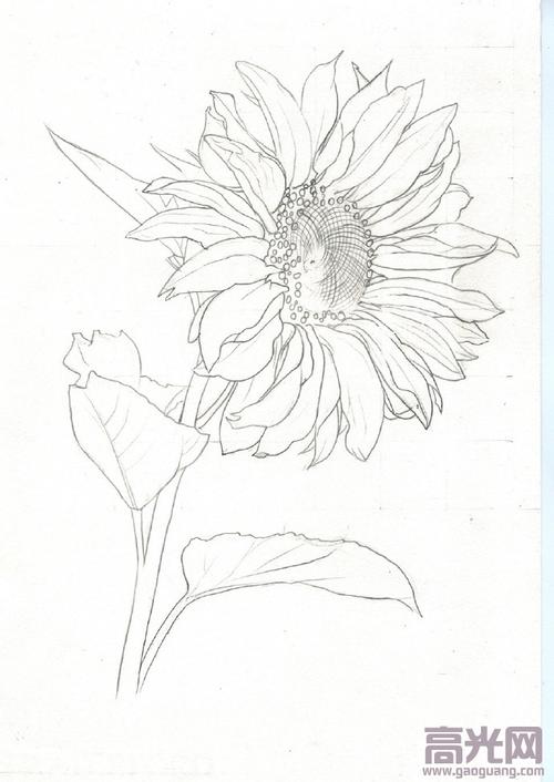 向日葵素描画法步骤图向日葵彩铅画图片教程