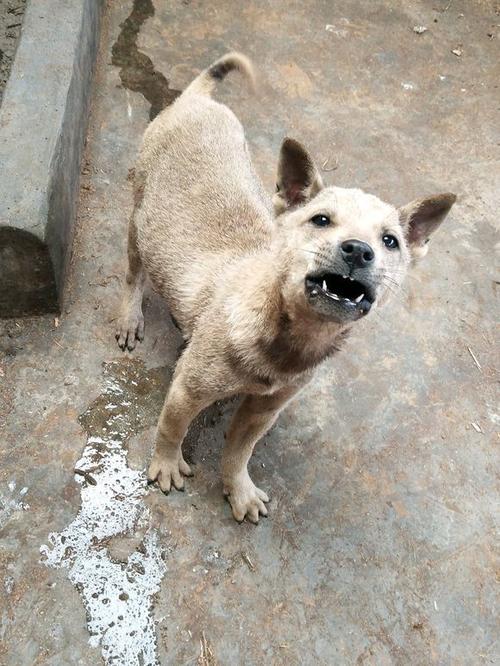 这只土狗虽然长得不大,但是特凶,它靠听声音判断