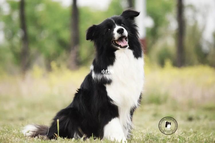 双登录边牧宝宝_边境牧羊犬_宠物_狗_晒狗