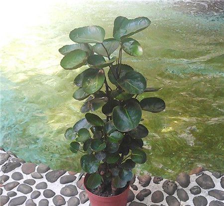 金钱兜的扦插繁殖