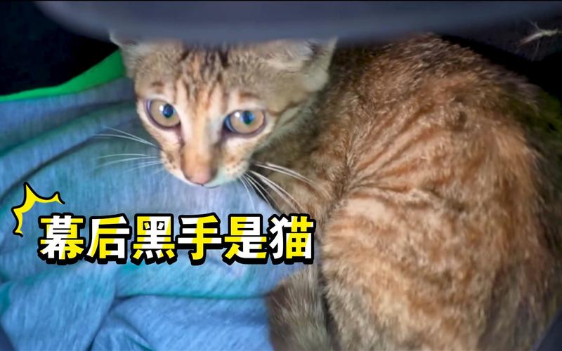 关于我们根据卢迪家为什么有女装推断出猫才是开端的幕后黑手这件事
