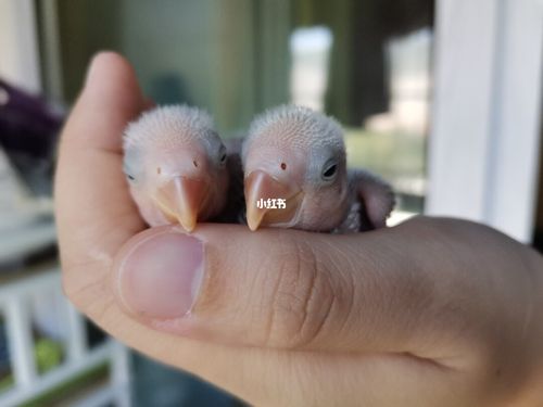 牡丹鹦鹉宝宝成长记录_牡丹_牡丹鹦鹉_宠物_宠物其他