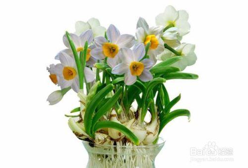 如何区分水仙花和兰花