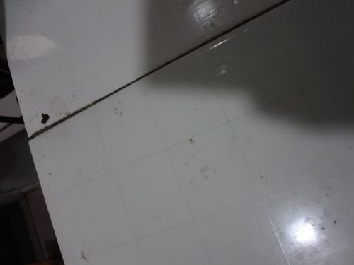 照片是第一天发现踪迹的时候照的. 放了老鼠夹也没用,面粉怎么撒呢?