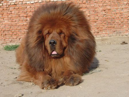 这时候的藏獒眼珠还是半透明的褐色