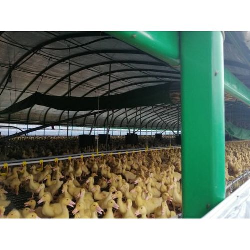 养猪养殖大棚 养鸭大棚 蛋鸡养殖大棚 肉鸭养殖大棚