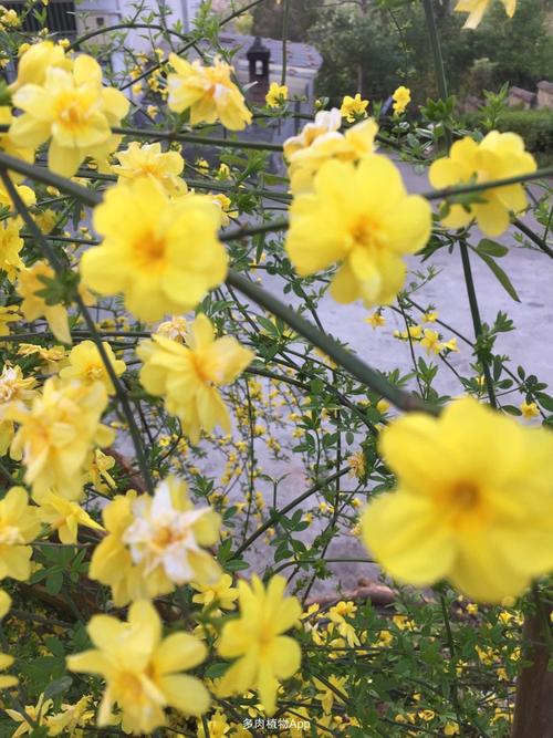 送春花,迎夏花