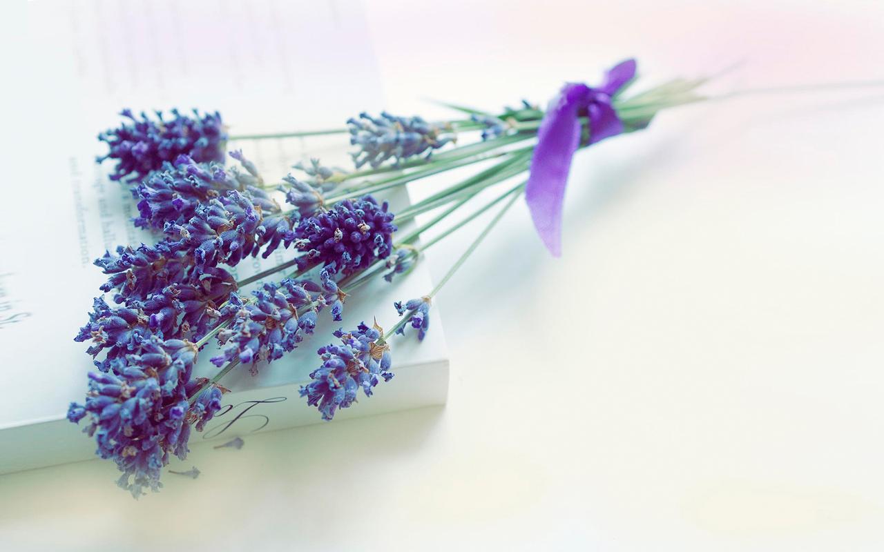 首页 桌面壁纸 文艺治愈系小清新唯美花卉高清壁纸上一张下一张查看