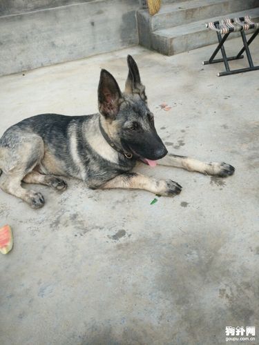 五个月狼青图片_狼青犬图片_狗扑狼青犬网