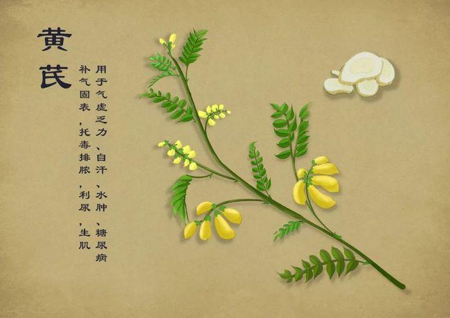 一个止汗方:一动就出汗的,一定要了解|黄芪|卫气|自汗