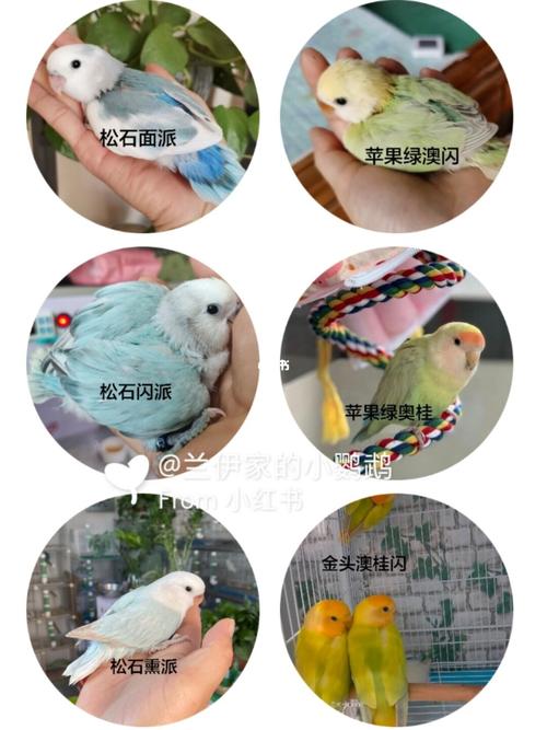 92常见的牡丹鹦鹉品种